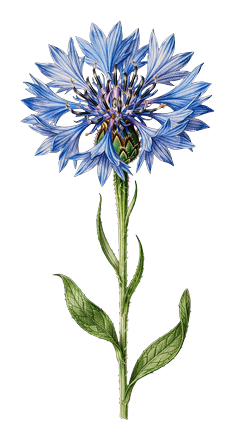 FLEUR_BLEU_2_centre
