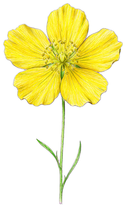 FLEUR_JAUNE_2_centre