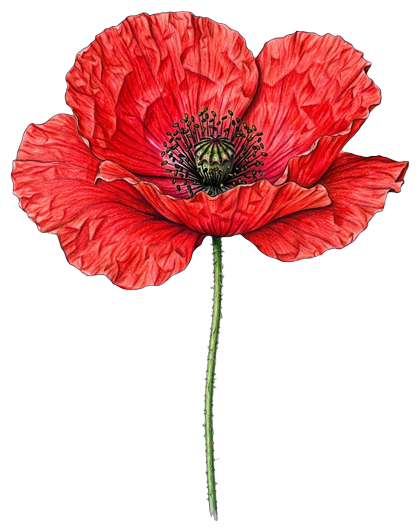 FLEUR_ROUGE_2_centre