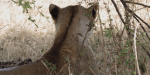 Le choix de la lionne.