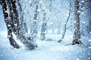 Haïku Neige