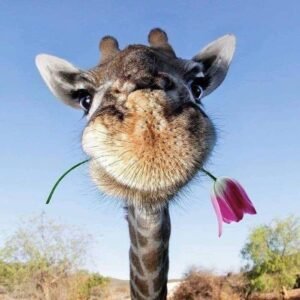 Haïku Girafe
