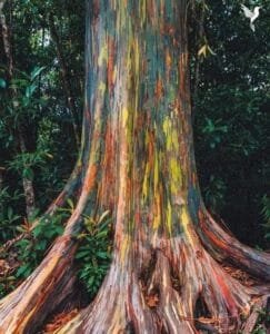 Haïku Eucalyptus arc en ciel