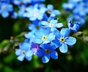 Haïku Forget me not