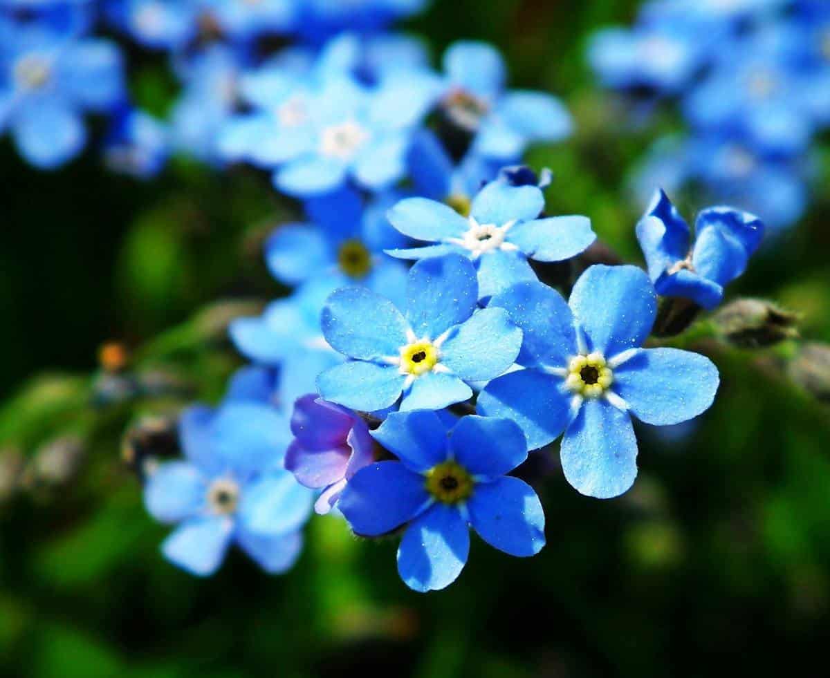 Myosotis-en-fleur