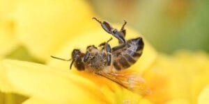 Haïku abeilles
