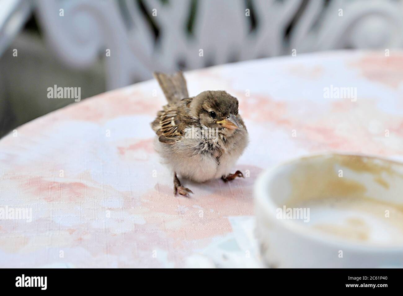 un-petit-oiseau-d-eparpilou-qui-profite-du-soleil-assis-sur-un-table-se-rendant-a-boire-d-une-tasse-de-cafe-exterieur-au-printemps-2c61p40